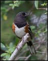 _2SB5427 spotted towhee